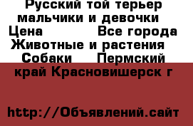 Русский той-терьер мальчики и девочки › Цена ­ 8 000 - Все города Животные и растения » Собаки   . Пермский край,Красновишерск г.